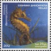 Long-snouted Seahorse (Hippocampus guttulatus)