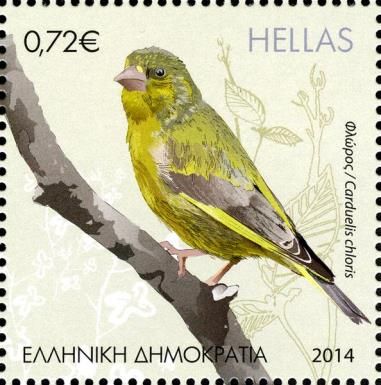 European Greenfinch (Carduelis chloris)