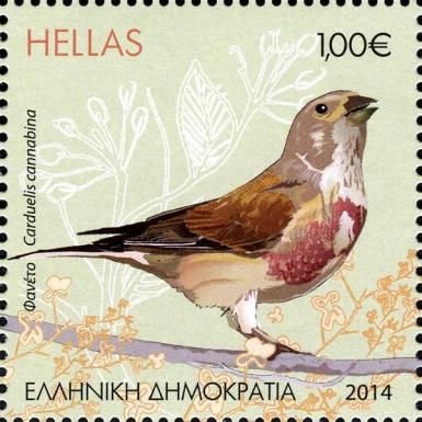 Common Linnet (Carduelis cannabina)