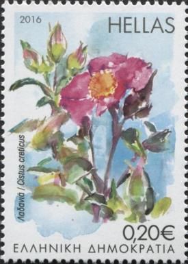 Cistus creticus