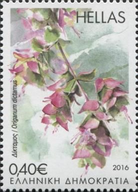 Origanum dictamus