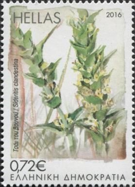 Sideritis clandestina