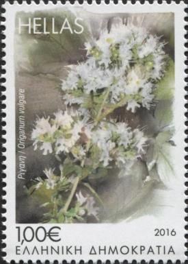Origanum vulgare
