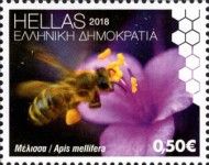 European Honey Bee (Apis mellifera)