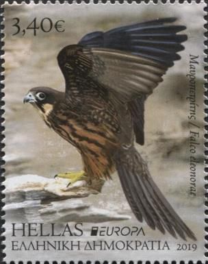Eleonora's Falcon (Falco eleonorae)