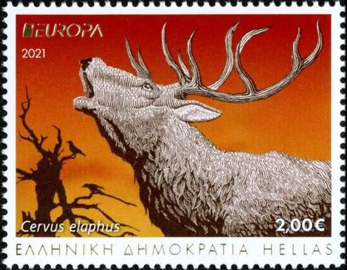 Red Deer (Cervus elaphus)