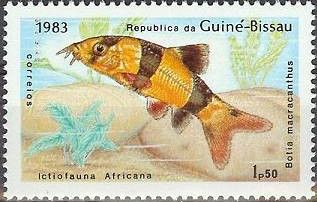 Clown Loach (Botia macracantha)