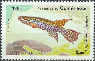 African Swamp Killifish (Aphyosemion bualanum)
