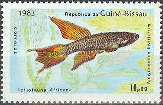 Twostripe Lyretail (Aphyosemion bivittatum)