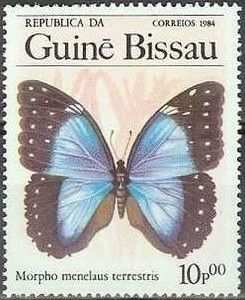 Menelaus Blue Morpho (Morpho menelaus ssp. terrestris)
