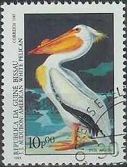 American White Pelican (Pelecanus erythrorhynchos)