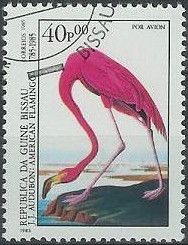 American Flamingo (Phoenicopterus ruber)