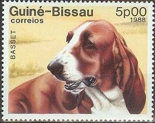Basset Hound (Canis lupus familiaris)