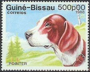 English Pointer (Canis lupus familiaris)