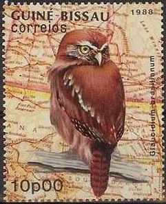 Ferruginous Pygmy-Owl (Glaucidium brasilianum)