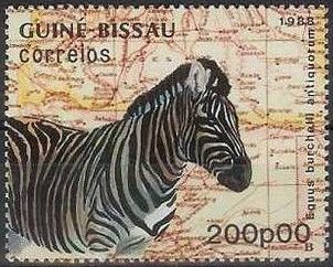 Damara Zebra (Equus burchelli antiquorum)