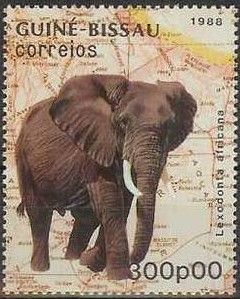 African Elephant (Loxodonta africana)