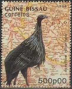 Vulturine Guineafowl (Acryllium vulturinum)