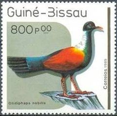 Pheasant Pigeon (Otidiphaps nobilis)