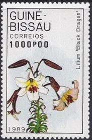 Lilium "Black Dragon"