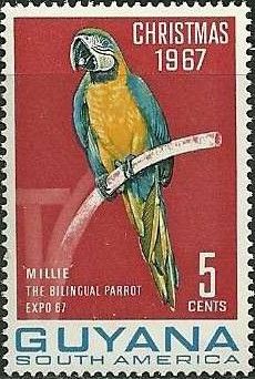 Blue-and-yellow Macaw (Ara ararauna)