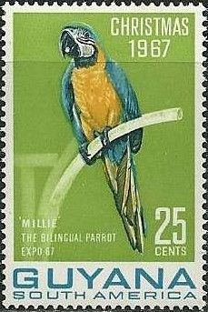 Blue-and-yellow Macaw (Ara ararauna)