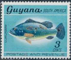 Falls Lukunani (Cichla cataractae)