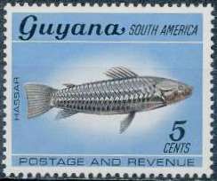 Hassar or Armoured Catfish (Callichthys littoralis)