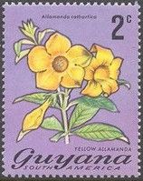 Yellow Allamanda (Allamanda cathartica)