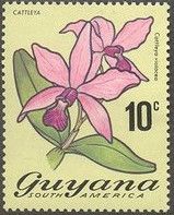 Cattleya (Cattleya violacea)