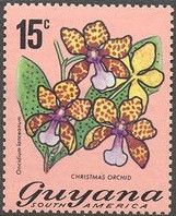 Christmas Orchid (Oncidium lanceanum)
