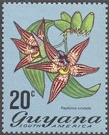 Paphinia cristata