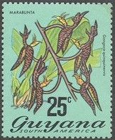 Marabunta (Gongora quinquinervis)