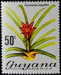Guzmania lingulata.