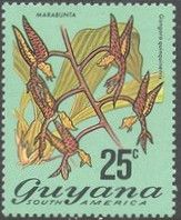 Marabunta (Gongora quinquinervis)