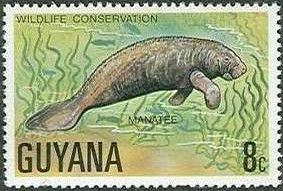 West Indian Manatee (Trichechus manatus)