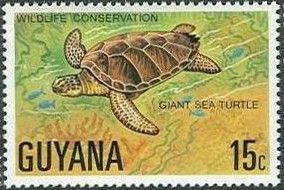 Green Sea Turtle (Chelonia mydas)