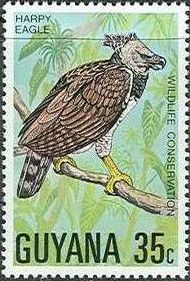 Harpy Eagle (Harpia harpyja)