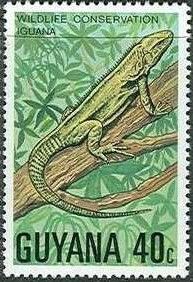 Green Iguana (Iguana iguana)
