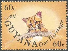 Ocelot (Leopardus pardalis)