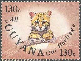 Ocelot (Leopardus pardalis)