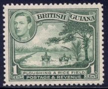 Ploughing a Rice Field