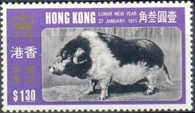 Boar (Sus scrofa domestica)