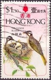 Chinese Bulbul (Pycnonotus sinensis)