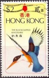 Black-capped Kingfisher (Halcyon pileata)