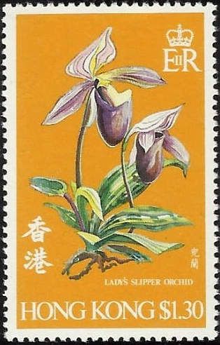 Lady's Slipper-orchid (Paphiopedilum sp.)