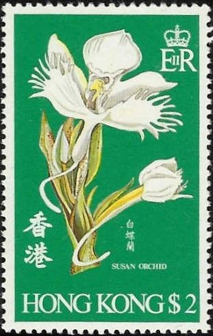 Susan Orchid (Pecteilis susannae)