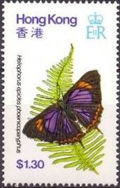 Purple Sapphire (Heliophorus epicles ssp. phoenicoparyphus)