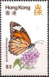 Striped Tiger (Danaus genutia)