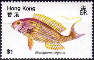 Golden Threadfin Bream (Nemipterus virgatus)